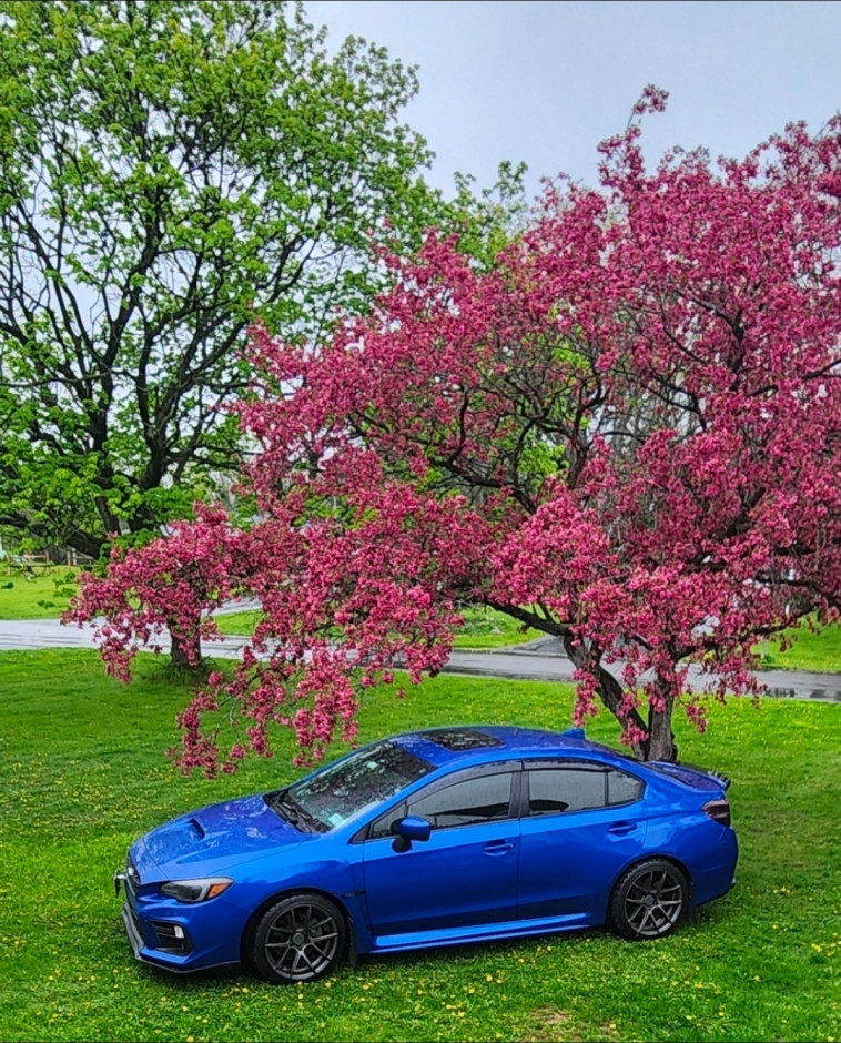 Michael C's 2020 WRX Premium