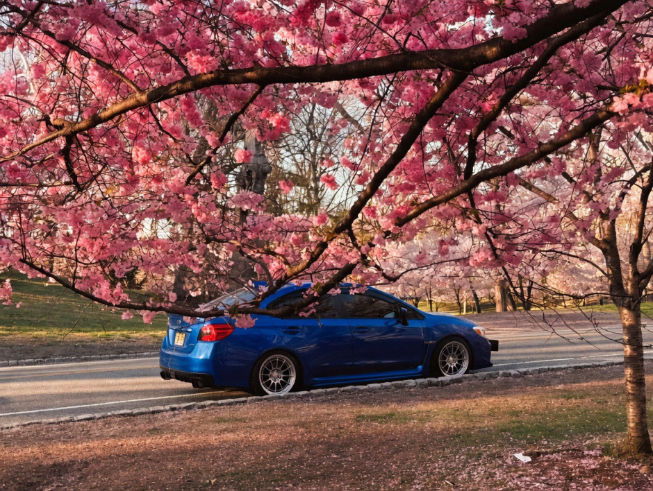 Tylor L's 2020 WRX Premium