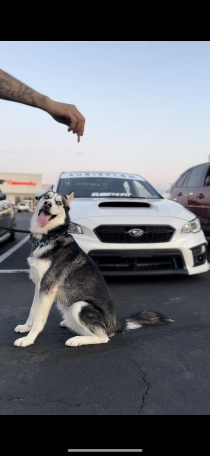 Seth H's 2021 Impreza WRX Base
